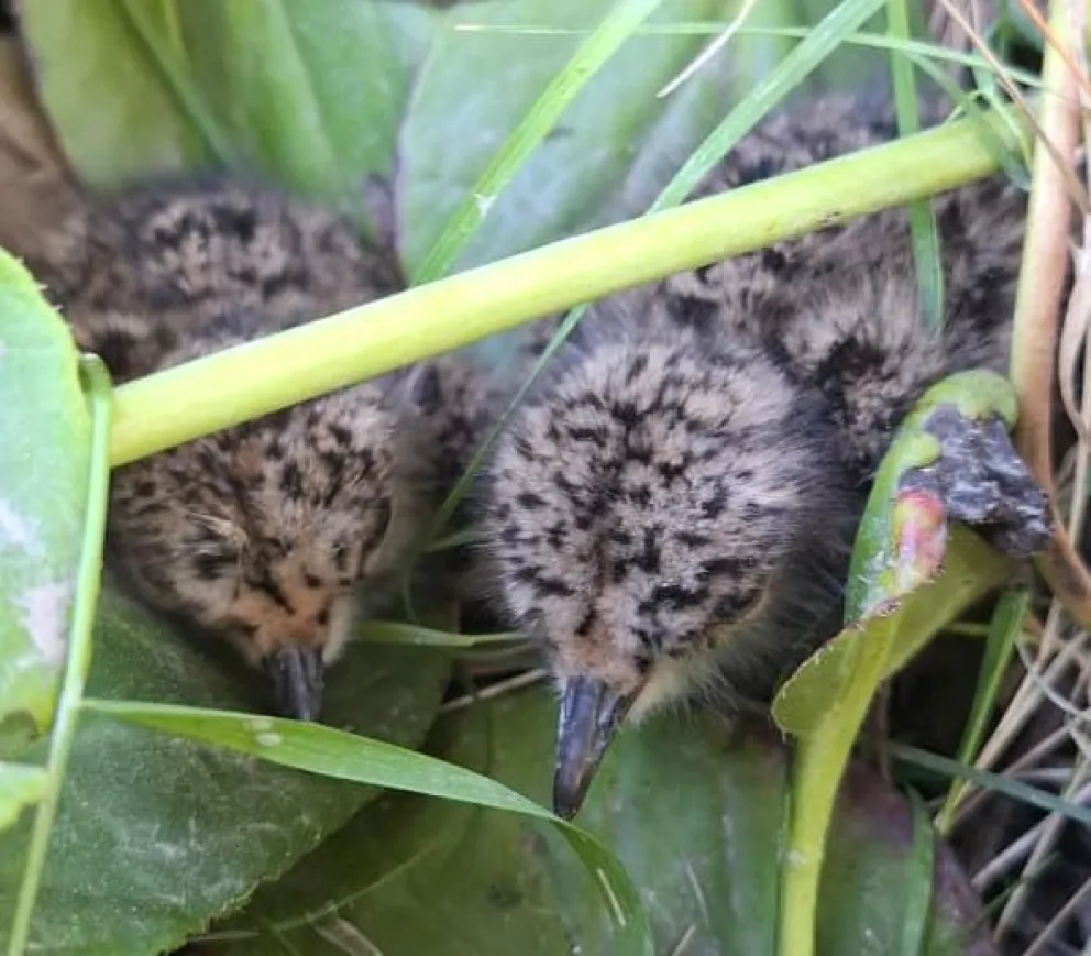 Aprender a convivir con nuestra fauna es importante para mantener el ecosistema. Foto gentileza Rodo Spoturno