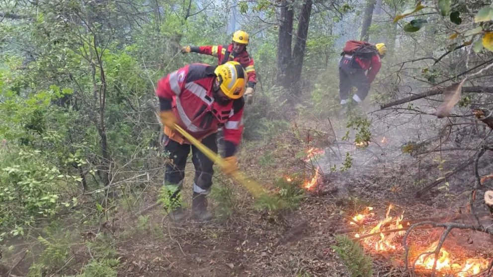 El fuego consumió más de 200 hectáreas de bosque. 