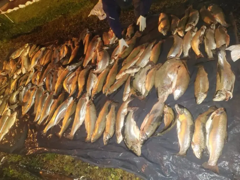 Se decomisaron las truchas y labraron actas de infracción. Foto: Parque Nacional Nahuel Huapi.