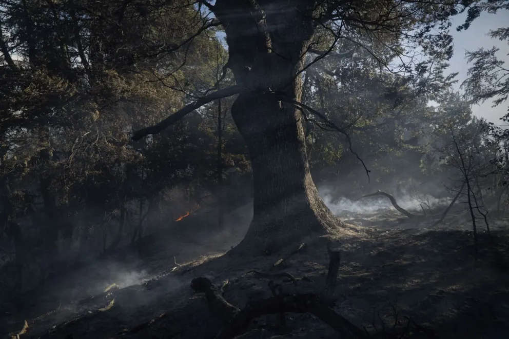 La denunciante afirma que los incendios fueron intencionales y solicita pronta investigación de los hechos. Foto: Marcelo Martínez.