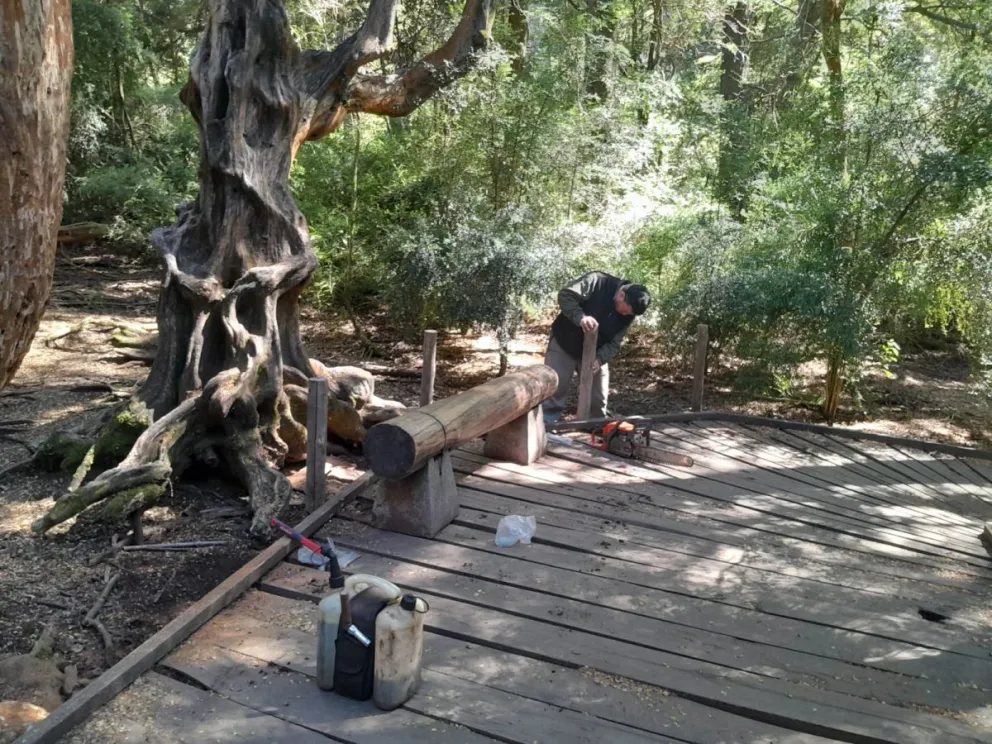  Se efectuaron tareas de protección en el Bosque de Arrayanes, ubicado en el Sendero Fundación. Foto: Bariloche Informa.