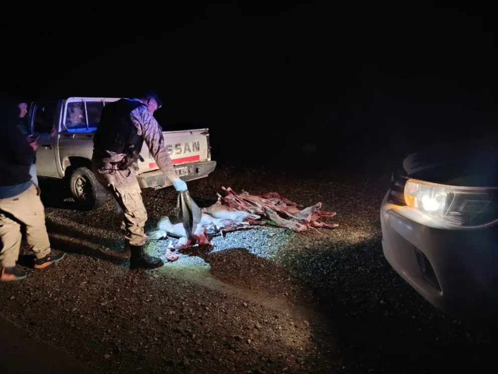 Los animales carecían de cualquier tipo de habilitación o documentación sanitaria. Foto: Prensa Río Negro.
