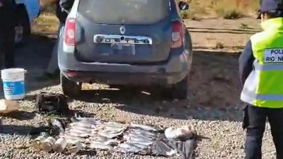 Las truchas fueron decomisadas en el control de Las Chacras. Foto: Gobierno de Río Negro.