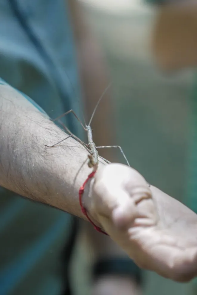 Los bichos palos son insectos artrópodos que viven en la región norte de la Patagonia. Fotos: Gentileza, Diego Ferreyra.