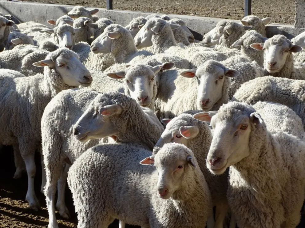 Los productores rurales también sufren las consecuencias de la sequía. Fotos: ANB. 