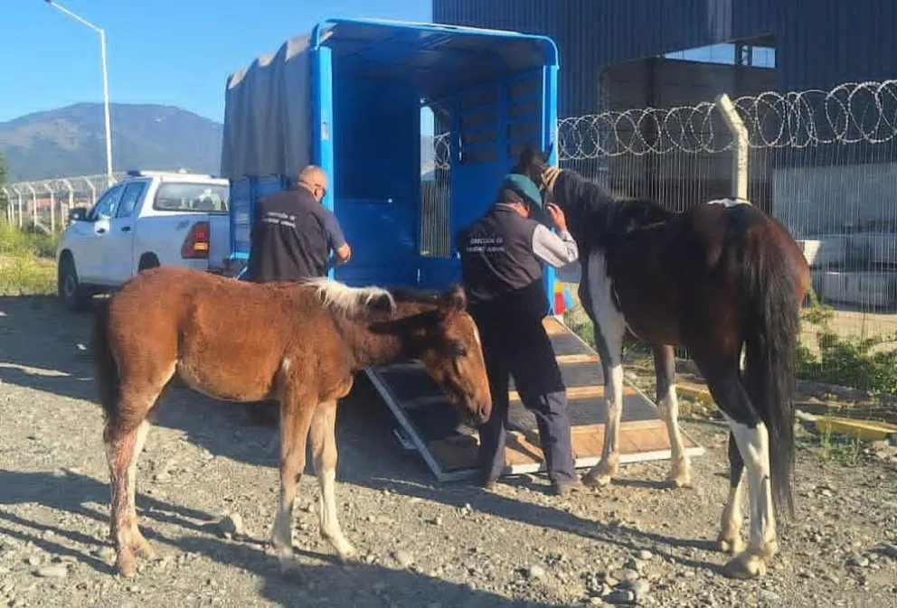 La denuncia por los caballos sueltos se recibió este miércoles a primera hora. Fotos: Municipalidad de Bariloche.