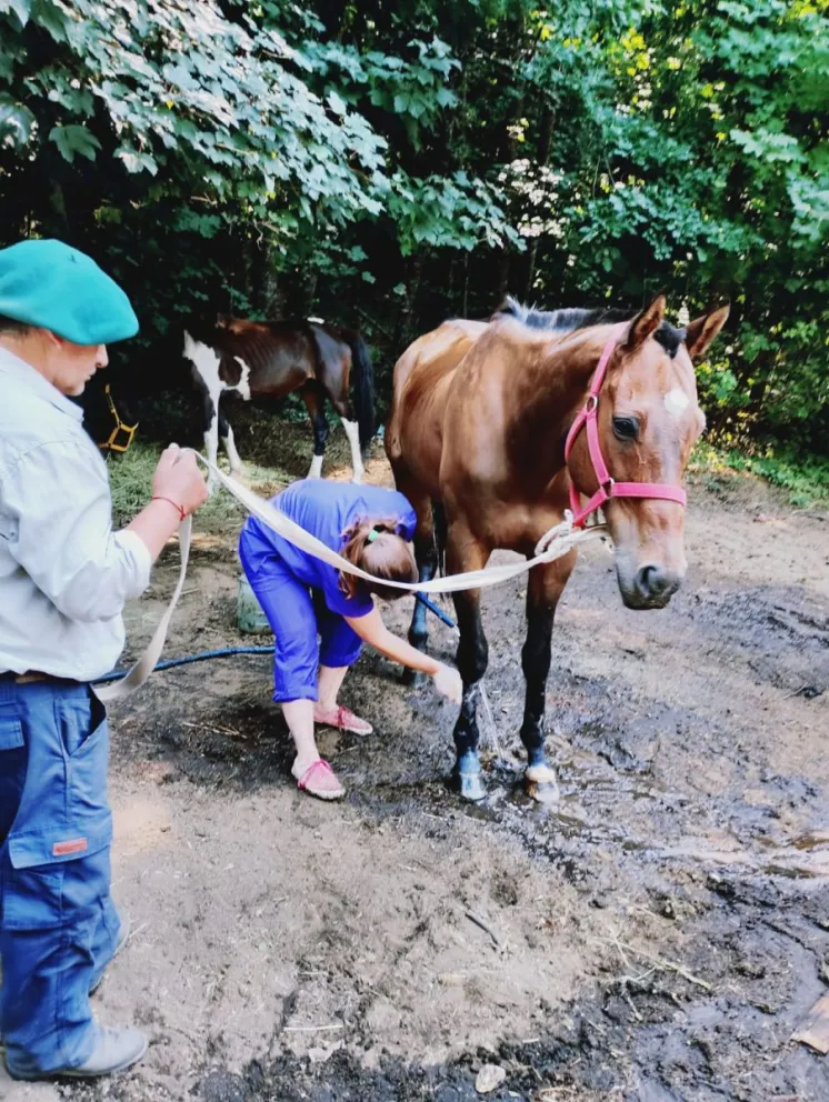 Los animales presentaban síntomas de malnutrición y abandono. Foto: Bariloche Informa.