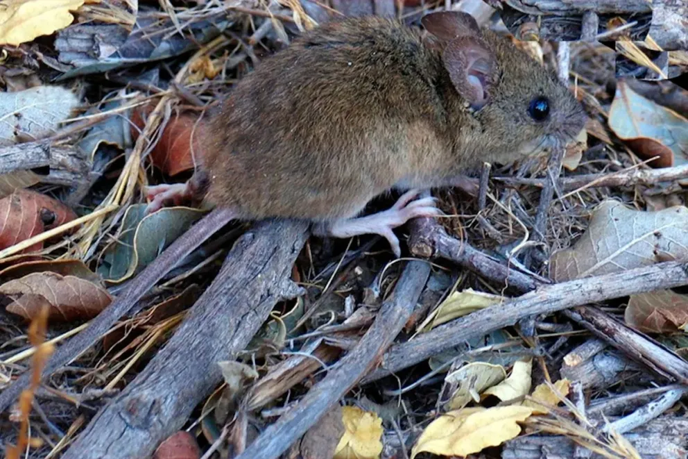 El paciente varón adulto fue derivado al hospital de Bariloche en condición estable. 