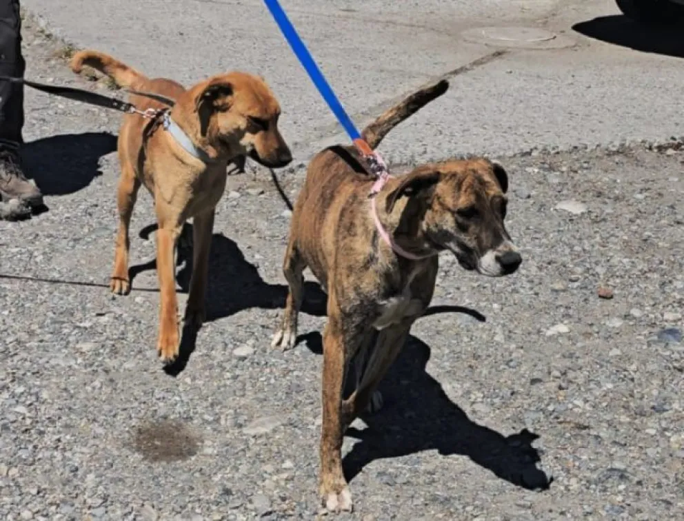 La tenencia irresponsable en Bariloche es una problemática de años. Foto gentileza 