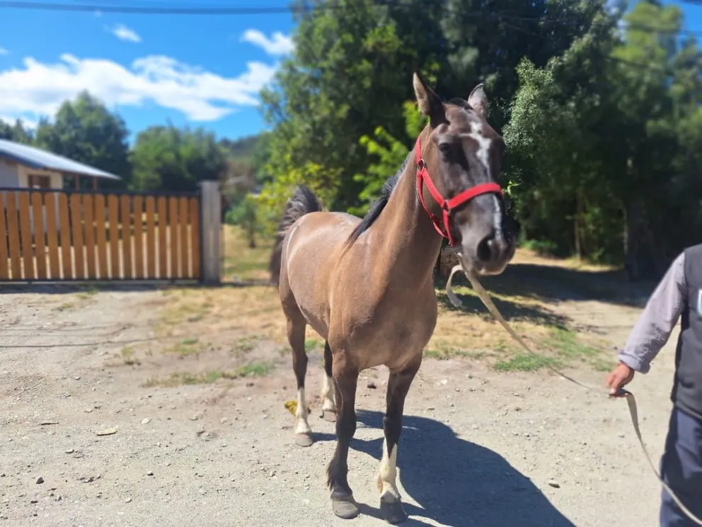 El caballo suelto fue encontrado en el barrio Casa de Piedra. Foto: Municipalidad de Bariloche.