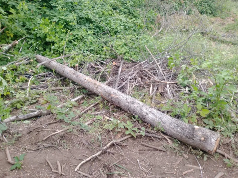 Los dos mayores quedaron detenidos mientras que el menor quedó a disposición de la Senaf. Foto gentileza 