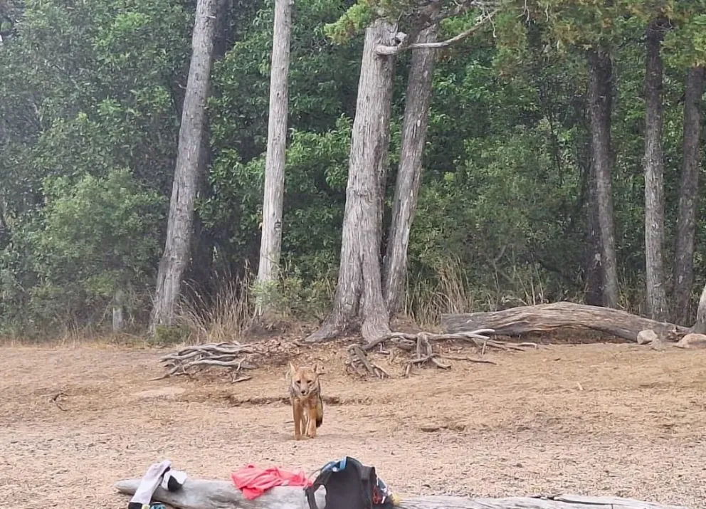 El episodio sucedió alrededor del mediodía, mientras el grupo descansaba de la caminata.