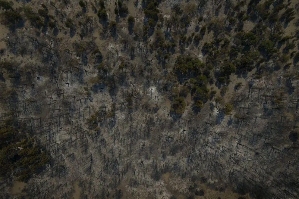 El pino radiata es una especie que acelera su reproducción y crecimiento luego de los incendios. Foto: Marcelo Martínez.