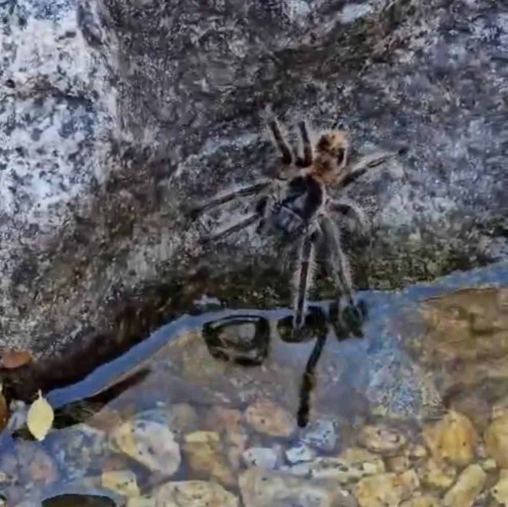 Especialistas recomiendan no alterar el hábito de la fauna y su alimentación. 