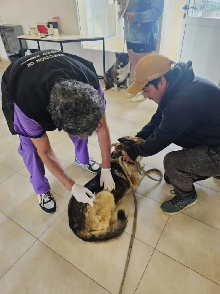 Además de los operativos en los barrios, la vacunación antirrábica gratuita se realiza en la sede central de Sanidad Animal. Foto: Municipalidad de Bariloche.