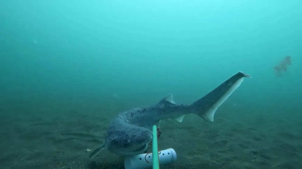 Punta Bermeja alberga un estudio científico para proteger tiburones. Foto gentileza. 