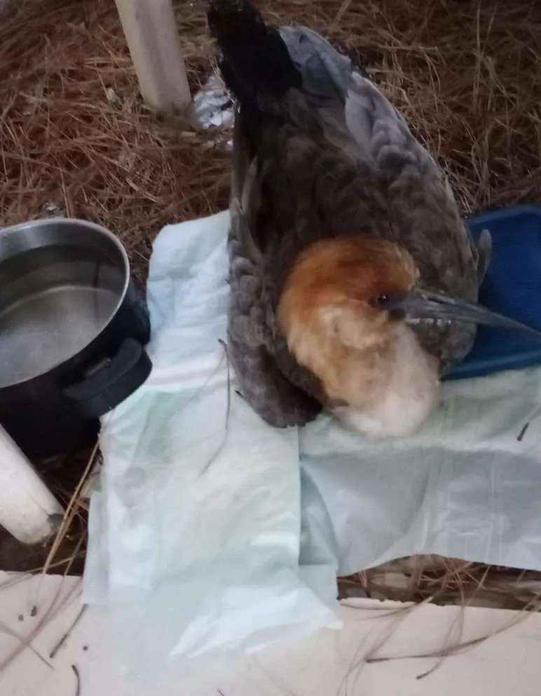 Los veterinarios desconocen la causa de la grave lesión expuesta que presentaba la bandurria. Fotos: Gentileza ANB.