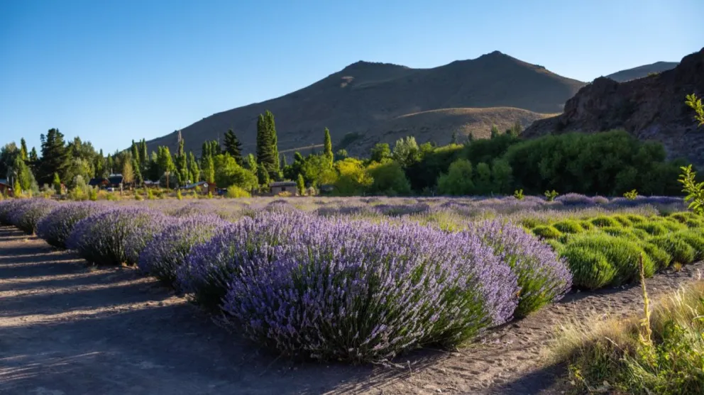 El parque alberga más de 17 variedades de lavanda, que pueden conocerse a través de visitas guiadas.