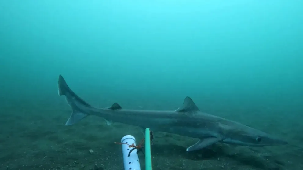 La información se obtuvo a través de estaciones de video submarinas. Foto: Gobierno de Río Negro.