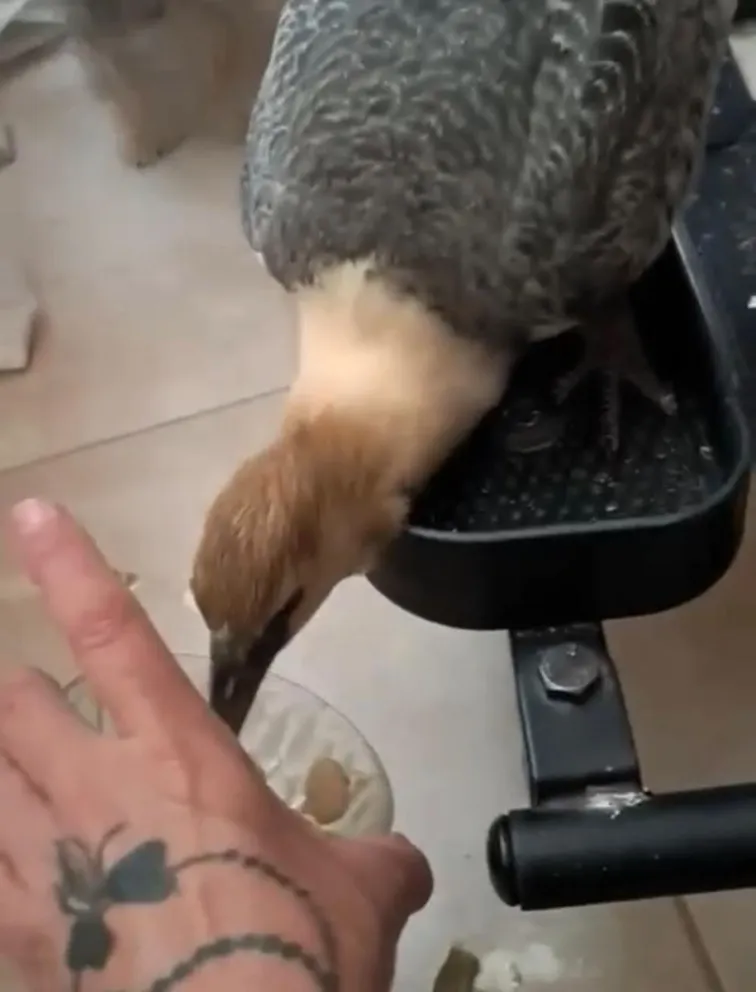 El ave convive con las demás mascotas de la casa.