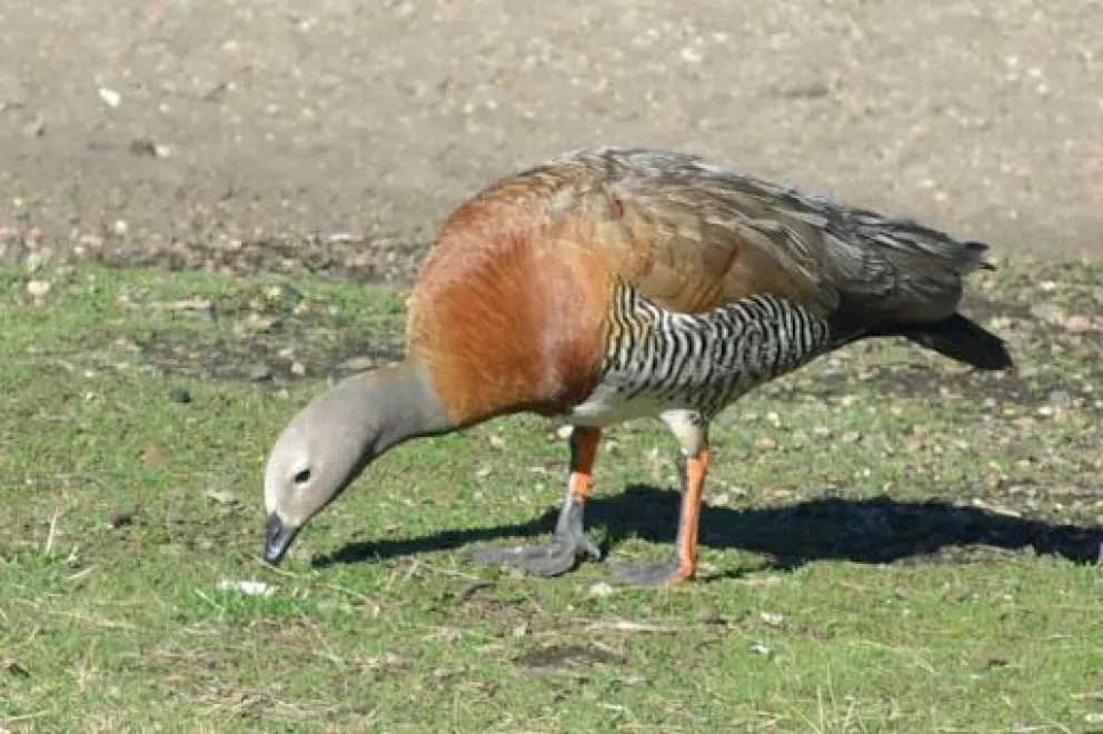 El cauquen real es una de las especies en peligro tras los incendios en la zona. Foto ilustrativa 