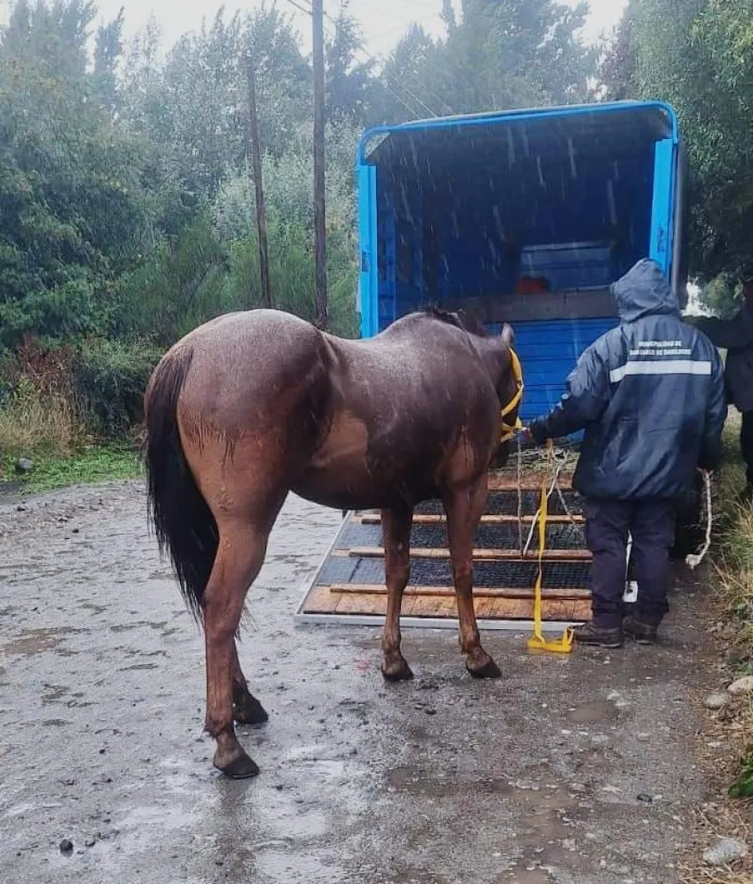 Los caballos no tenían seña, marca ni patentamiento. Fotos: Municipalidad de Bariloche.