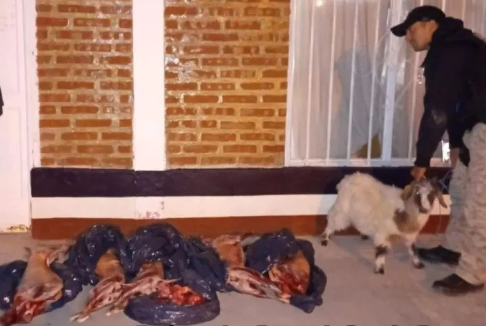 La carne no contaba con la refrigeración adecuada. 