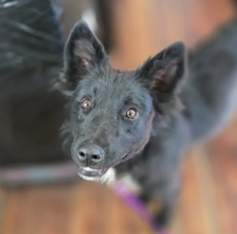 Un nuevo caso de crueldad animal en la ciudad. Foto gentileza. 