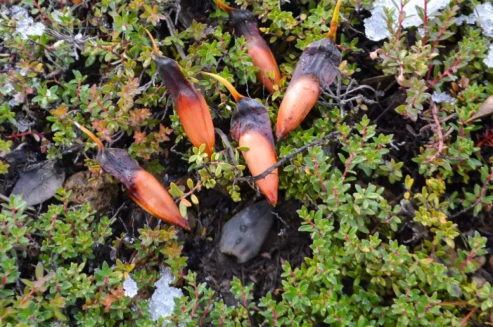 Comienza la temporada de recolección de piñones en Neuquén.