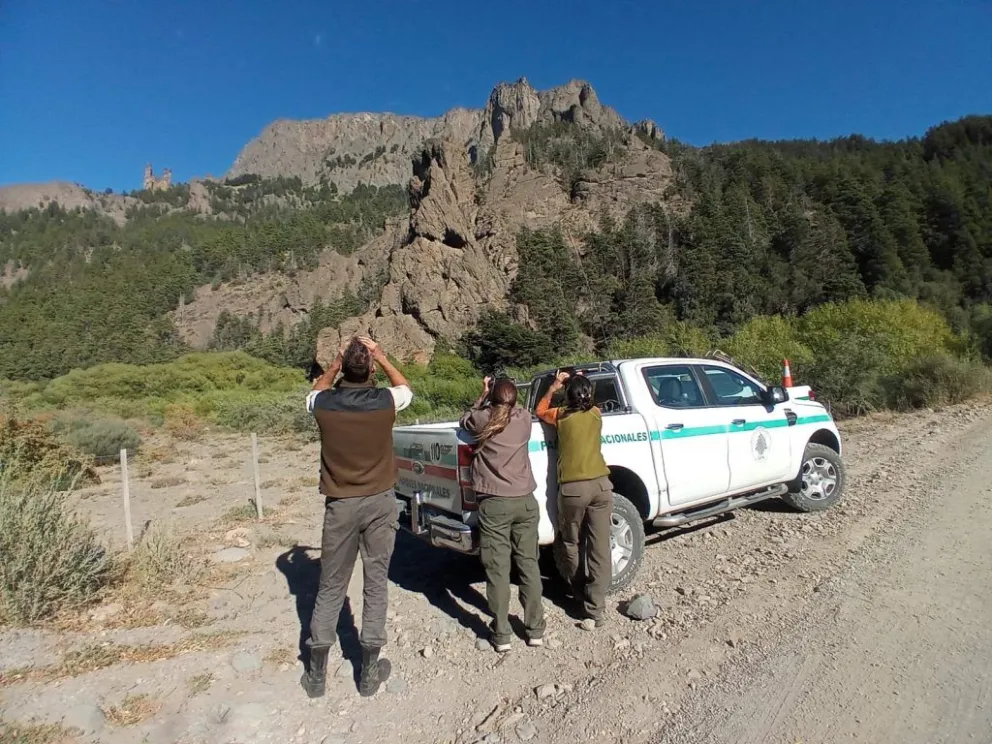 En la zona de Cuyin Manzano avistaron a cuatro ejemplares. Fotos: Parque Nacional Nahuel Huapi.