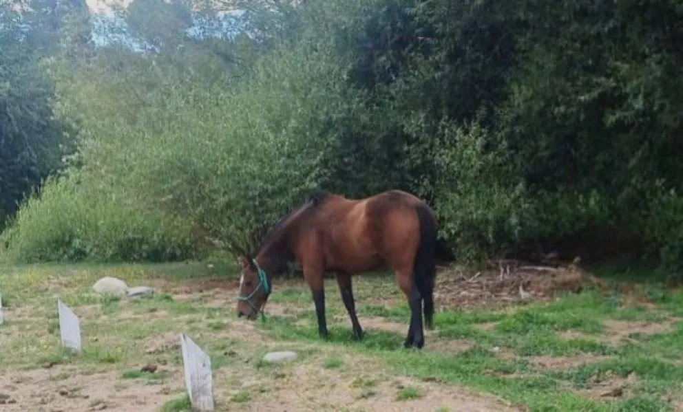 Un nuevo caballo suelto en un barrio de Bariloche. Foto gentileza. 