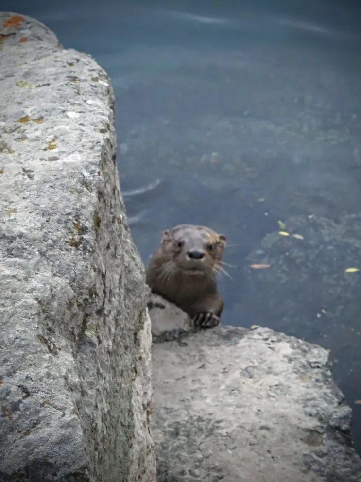 La sustracción de la cámara implicala interrupción de meses de monitoreo y recolección de información. Foto: Parque Nacional Nahuel Huapi.