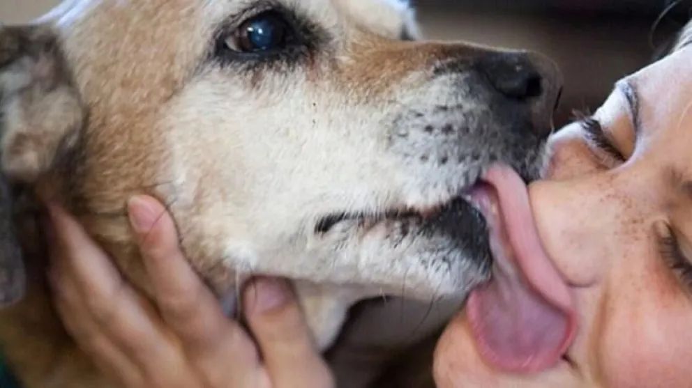 Hidatidosis: una enfermedad que puede transmitirse de los animales a las personas. Foto ilustrativa.