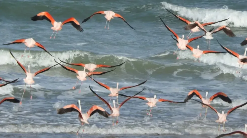 Ambiente se sumó a las celebraciones con diversas actividades. Foto gentileza