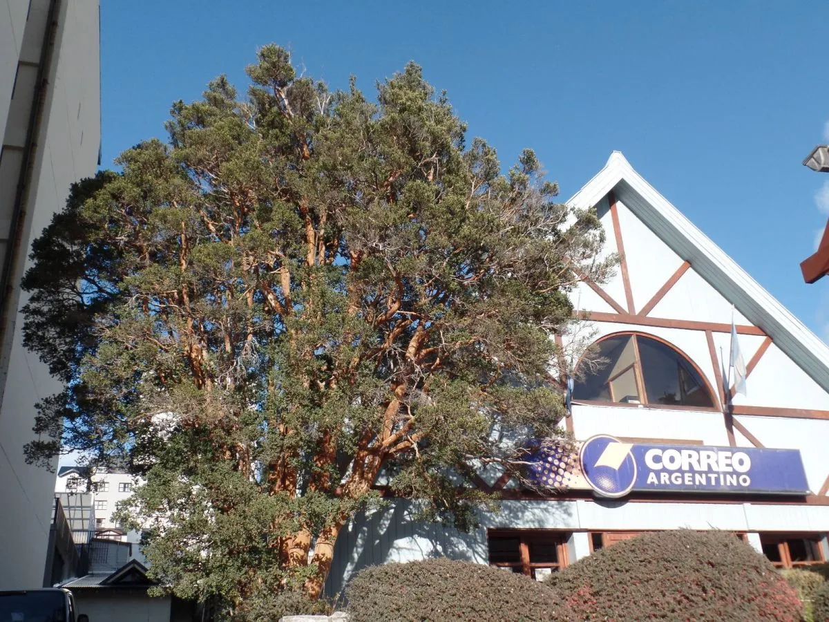 Histórico arrayán de 1934 en riesgo: alertan que trasladarlo tres metros podría matarlo