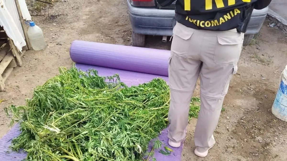 Desarticulan kiosco de drogas en Coronel Belisle tras encontrar marihuana oculta en un tambor