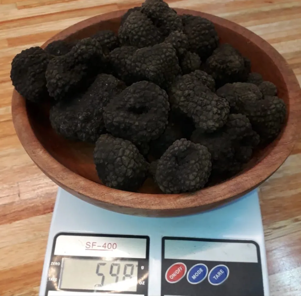 La exclusividad de la trufa se refleja en su valor de mercado, que actualmente oscila entre los 900 y 1.000 dólares por kilo.