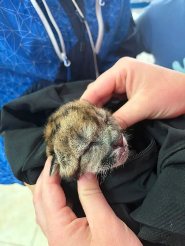 Solo sobrevivió una de las crías que permanece bajo cuidados médicos. Foto gentileza PNNH