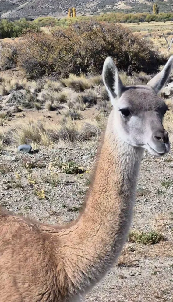 Los turistas filmaron el video a menos de 20 centímetros de los guanacos. Foto: Gentileza ANB.