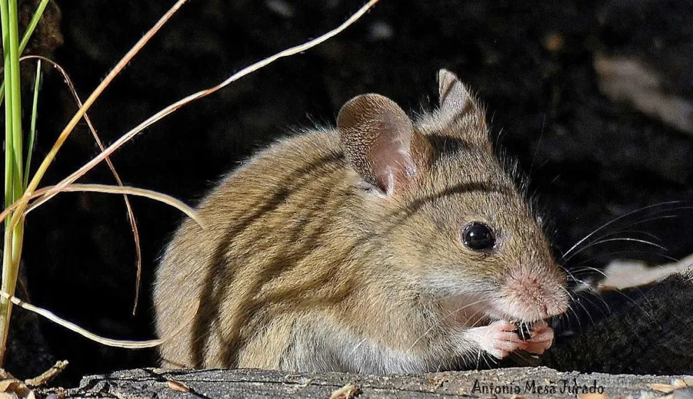 La joven era contacto estrecho de un caso de hantavirus registrado el 2 de marzo.
