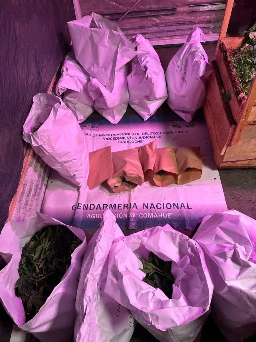 Gendarmería desbarató un invernadero de marihuana en Valle Escondido: secuestran casi 29 kilos y hay ocho personas involucradas