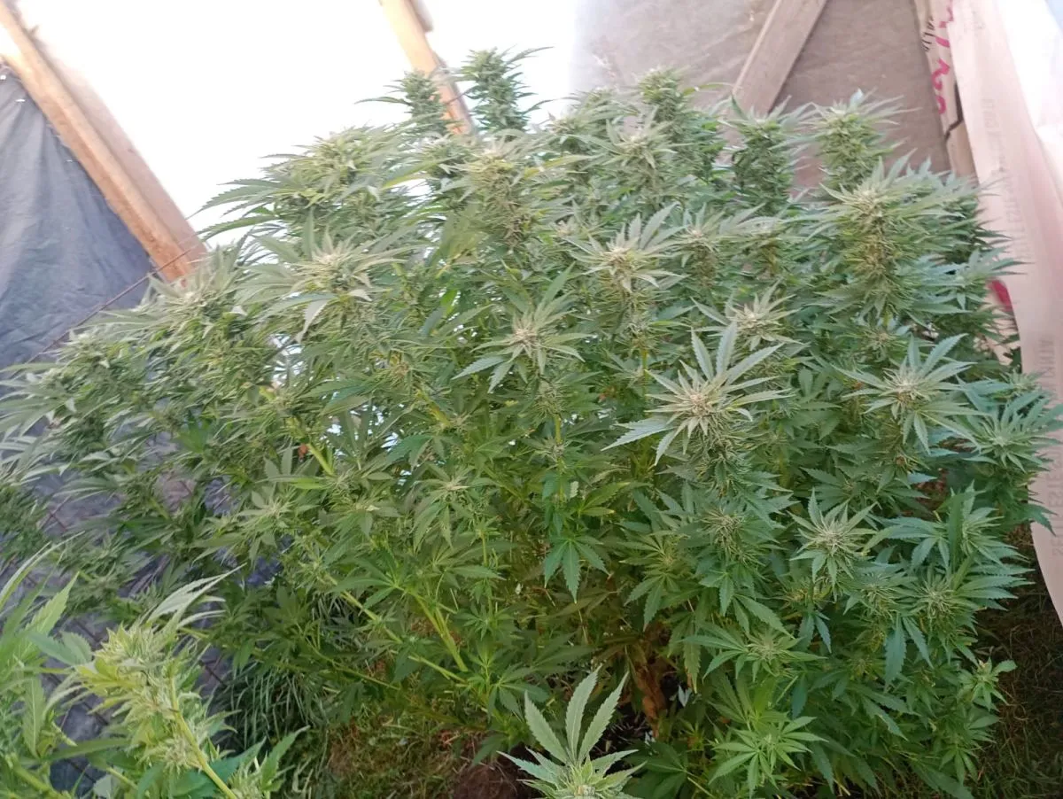 Hallaron una plantación de cannabis mientras buscaban a Nahuelpán por la balacera del km 6