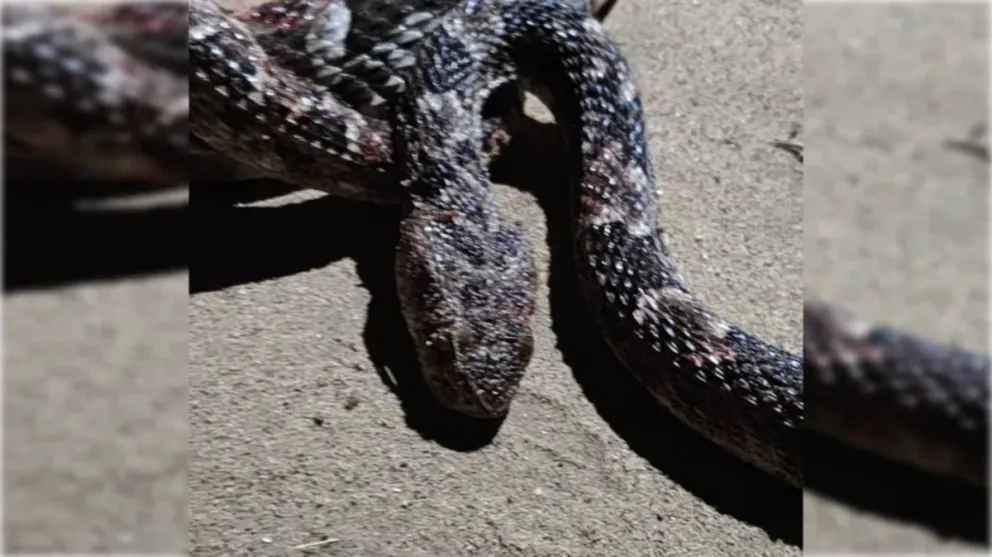 No es habitual encontrar este tipo de animales en la zona.