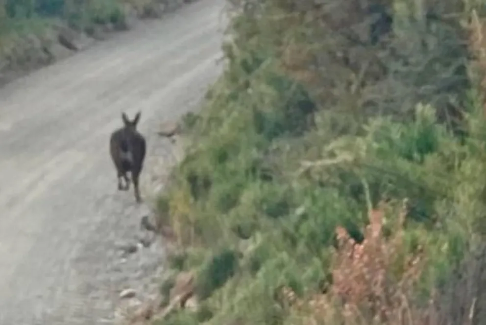 Este ejemplar actualmente se encuentra en peligro de extinción por lo que su conservación es una prioridad. Foto gentileza 