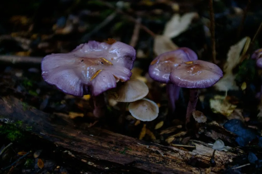 La Semana del Hongo es un evento que cada año convoca a más personas interesadas en aprender sobre el reino Fungi. Foto: Marcelo Martínez.