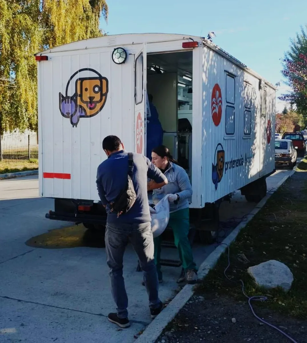 Patentamiento gratuito para perros y caballos en Bariloche hasta fin de abril