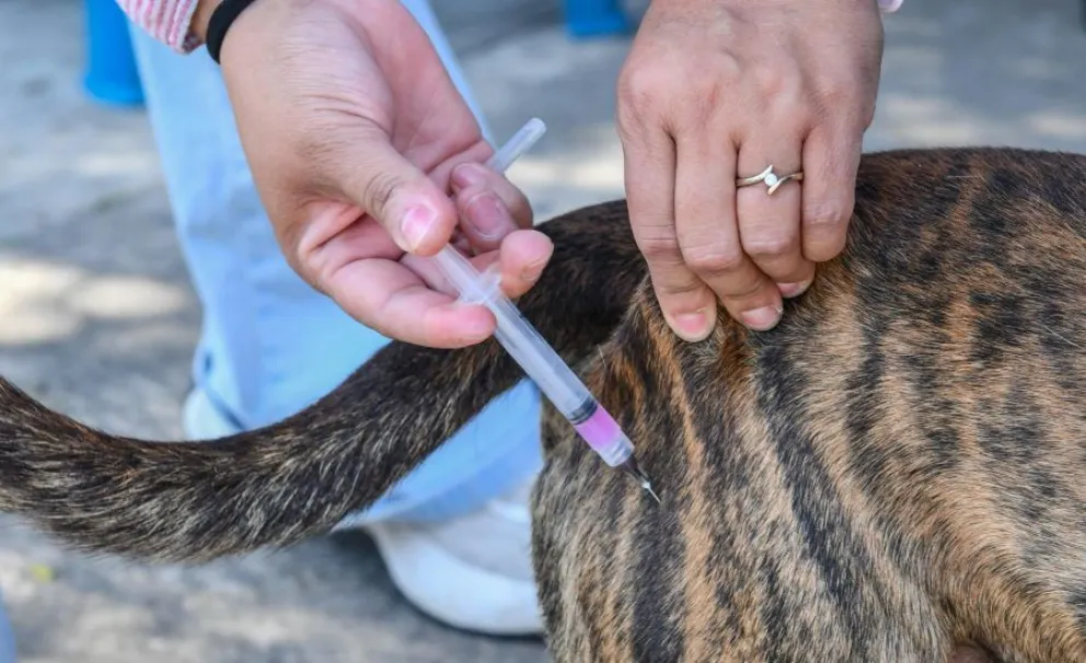 La vacunación casa por casa se realizará el próximo miércoles 22 por la mañana. Foto: ilustrativa.
