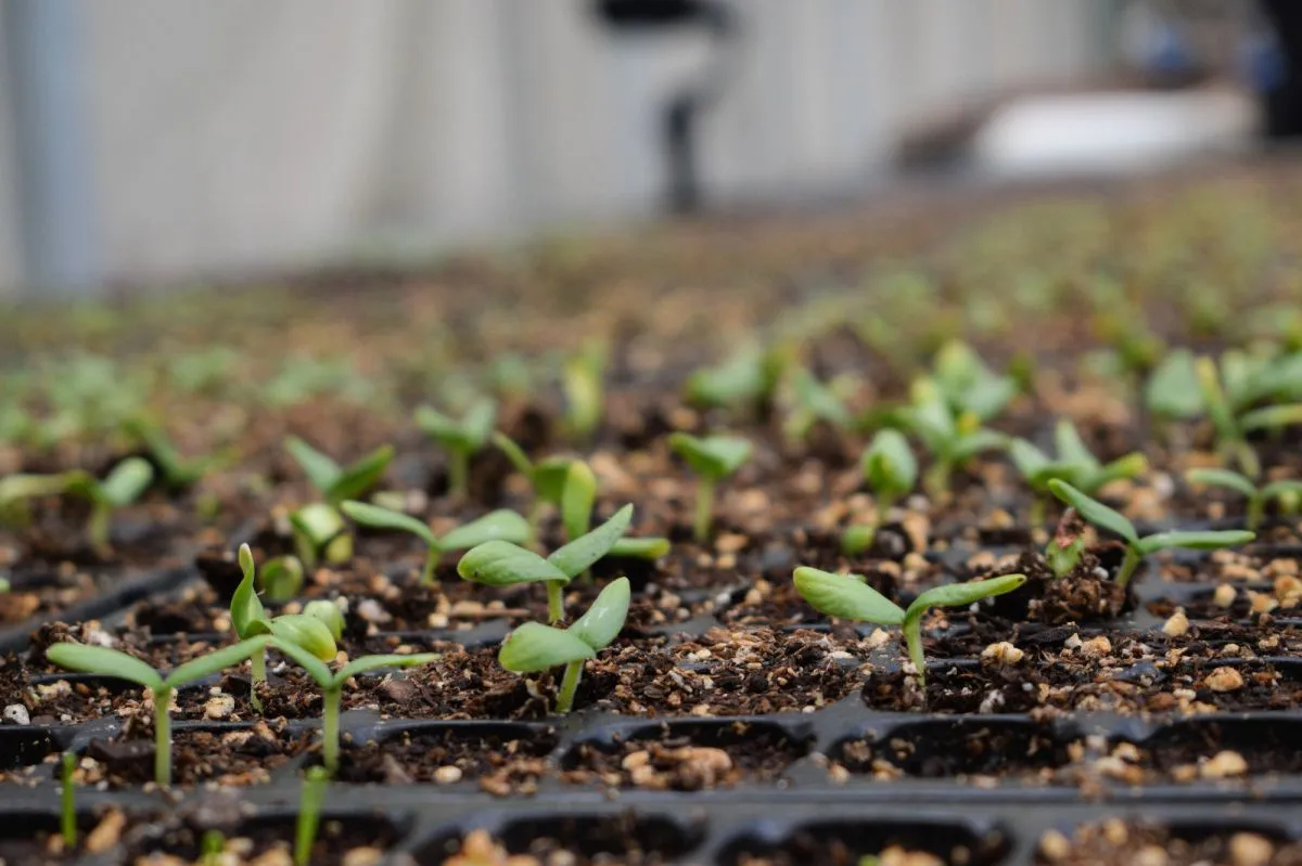 Entregaron insumos para fortalecer la producción de plantines en invernaderos de la Región Sur