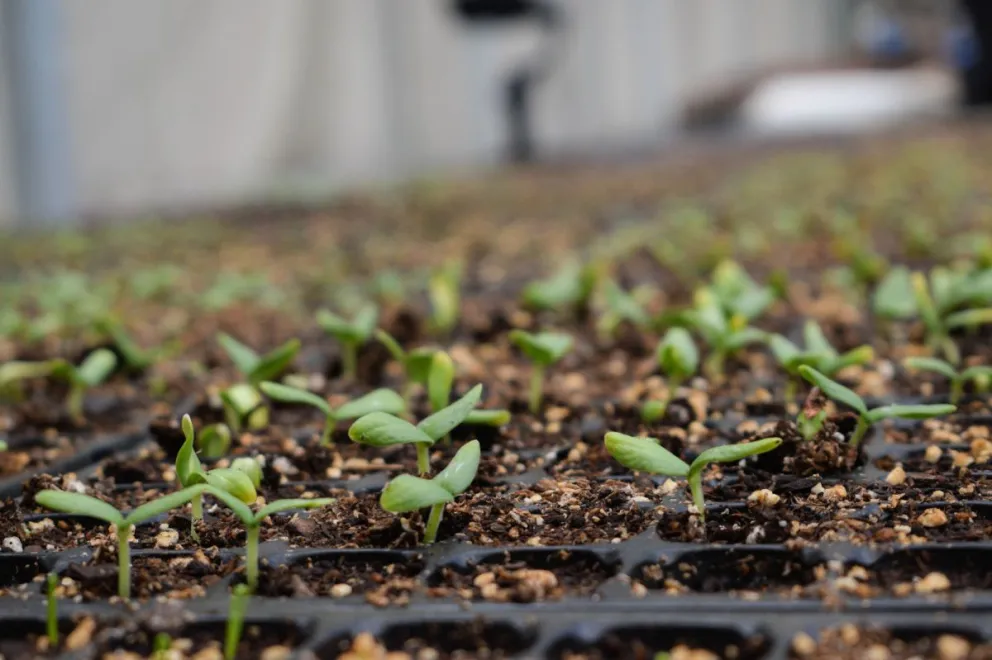 El programa Invernaderos se fortalece en la Región Sur. Foto: gobierno de Río Negro.