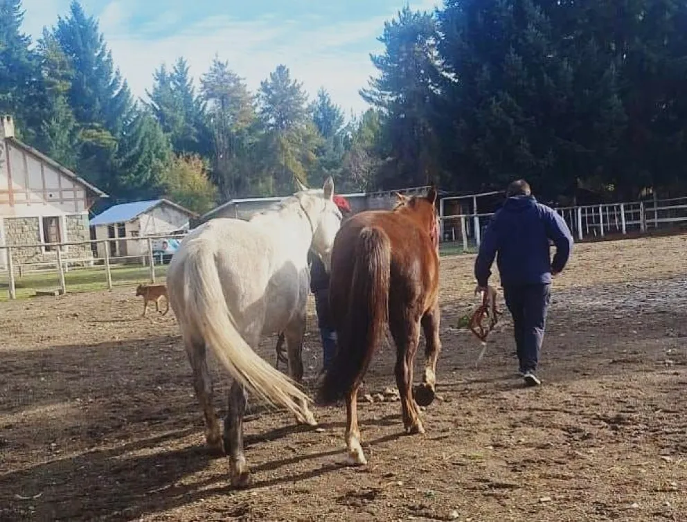 Los equinos fueron trasladados al predio de la Policía Montada de Río Negro. Foto gentileza. 